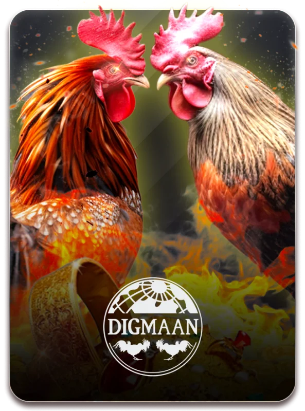 Cockfight